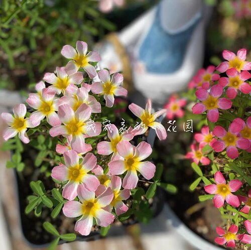 【糖果盒系列】早花酢浆草趣味秋植爆花球根酢浆草 酢酱草 - 图2