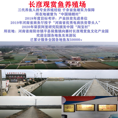 长彦锦鲤火鲤红鲤鱼闪鳞红色锦鲤活鱼好养耐活鱼苗金鱼纯红观赏鱼 - 图0