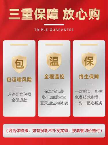长彦锦鲤火鲤红鲤鱼闪鳞红色锦鲤活鱼好养耐活鱼苗金鱼纯红观赏鱼 - 图1