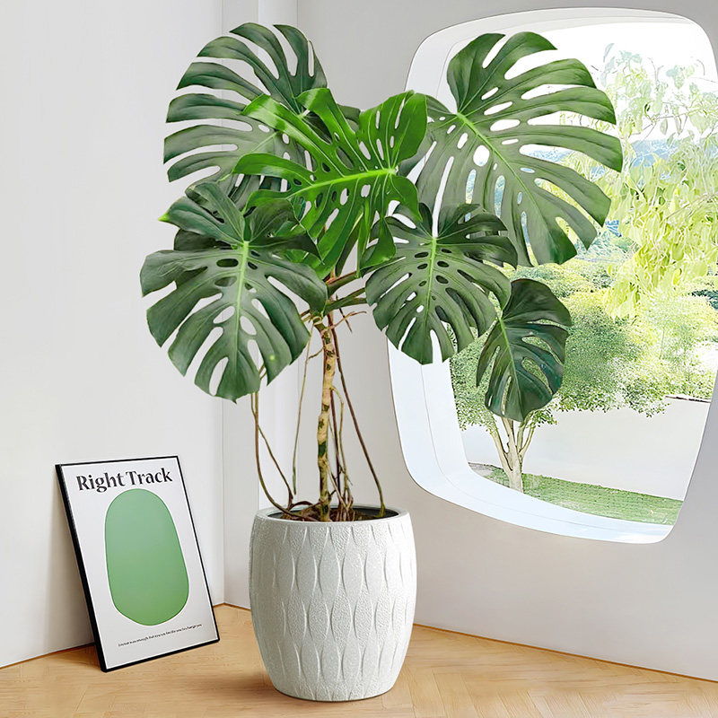 龟背竹老桩客厅大盆栽室内净化空气植物仙洞龟背懒人好养大叶绿植,淘宝优惠券,粉丝福利购,淘宝优惠卷