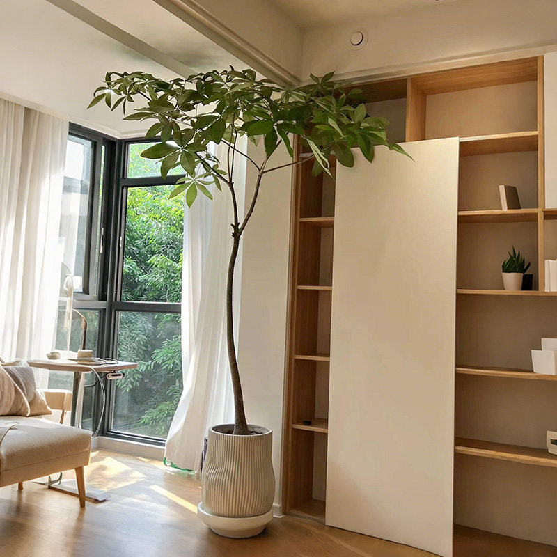 原生发财树客厅盆栽大招财植物室内办公室好养活绿植网红老桩盆景,淘宝优惠券,粉丝福利购,淘宝优惠卷