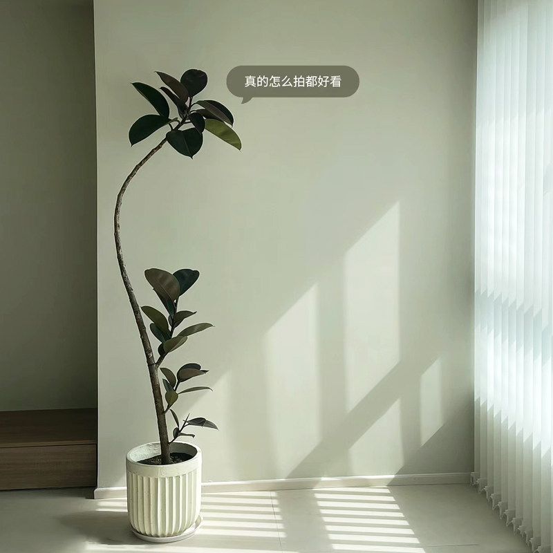 橡皮树黑金刚盆栽客厅北欧造型网红大型植物室内懒人好养易活绿植,淘宝优惠券,粉丝福利购,淘宝优惠卷