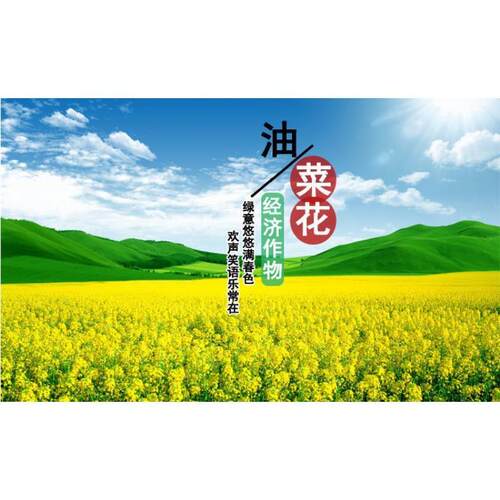 幸马花欲油菜种子高产耐寒榨油食用种子花海景观造景黄色油菜籽彩 - 图1