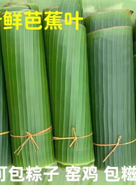 芭蕉叶新鲜芭蕉叶现摘现发芭蕉叶做糍粑粽子糕点傣式包烧摆盘烤鸡