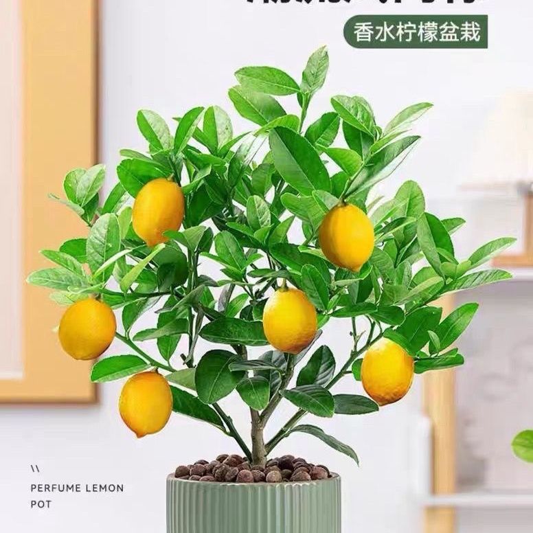 【可食用】香水柠檬树盆栽绿植老桩植物室内阳台室外四季好养可吃 - 图2