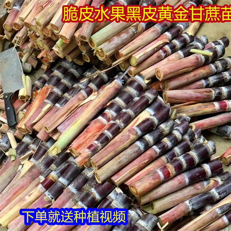 黑皮甘蔗苗南北方甘蔗种种植种苗广西水果种子苗黄皮黄金甘蔗苗种,淘宝优惠券,粉丝福利购,淘宝优惠卷