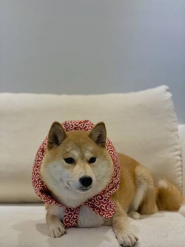 柏万同款柴犬离家出走包宠物包袱猫咪狗狗雪纳瑞柯基全店满38包邮 - 图1