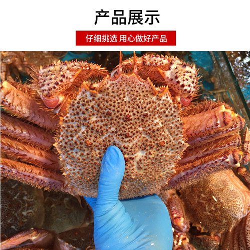 鲜活大红毛蟹 鲜活进口海鲜螃蟹 俄罗斯非日超大红毛蟹  2斤/只 - 图3
