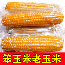 Vacuum Old Corn Stick Clunky Corn Section With Chewy And Grain Fitness Meal Foods Pregnant Women With No Sugar Low Fat Snacks