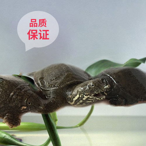 中华鳖水鱼苗甲鱼苗活体小鳖苗龙鱼活体饲料小王八苗小甲鱼苗免邮 - 图0