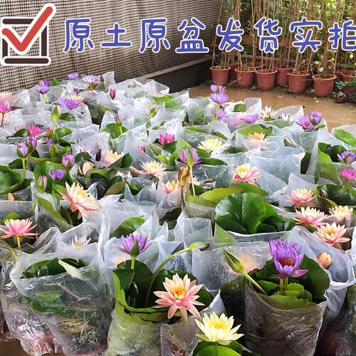 睡莲莲花原土原盆带花苞成品热带勤花丰花水养池塘户外水生植物sl - 图2