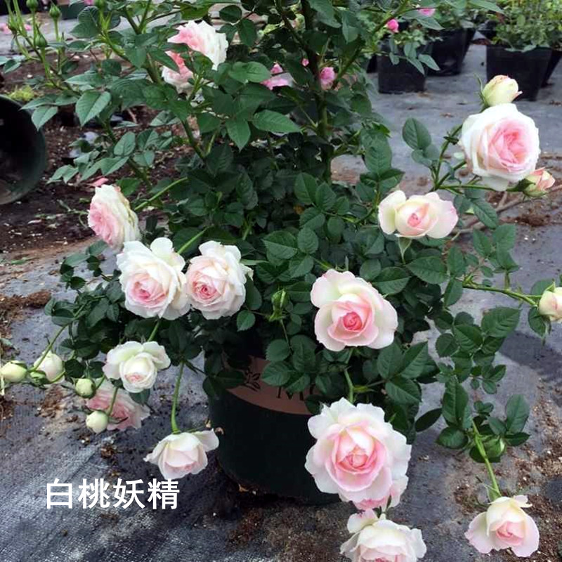 新品阳台微型月季花苗白桃妖精大苗四季开花花卉多头抗病抗晒热卖 - 图1