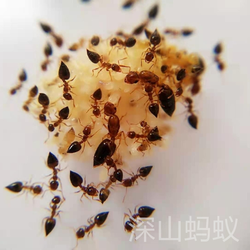 游举腹蚁 Crematogaster vagula新手蚂蚁多后繁殖快好养现货-图0