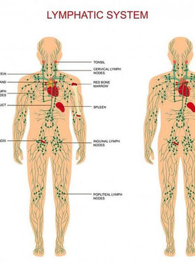 Plant Therapy Lymphatic Drainage Ginger Oil肩颈按摩精油
