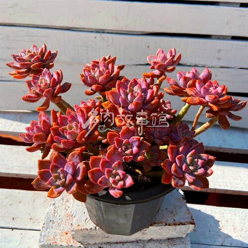 满额包邮/多肉植物【阿伦培老桩】昆明开挂区塑料盆土种好阳台 - 图0