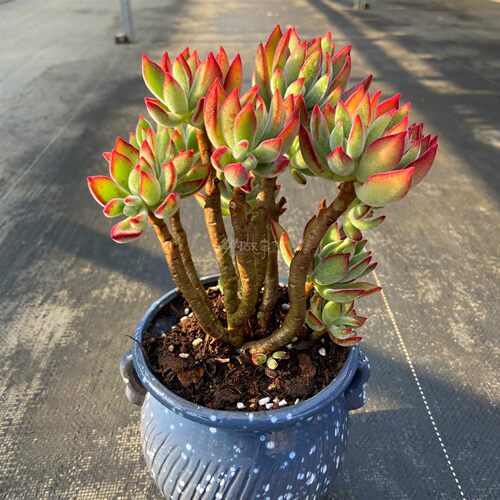 多肉植物 锦晃星老桩红兔耳多头多株苗妖状大盆绿植花卉盆栽 - 图2