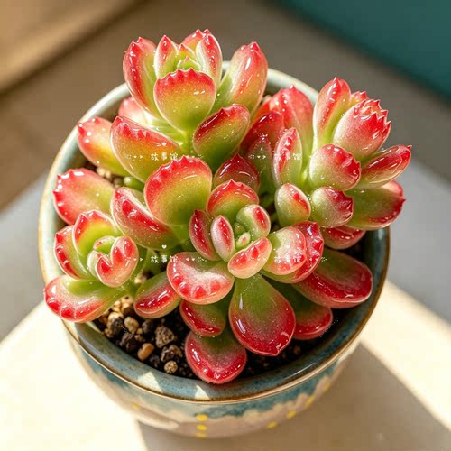 多肉植物 熊童子树熊小老桩稀奇古怪带盆栽好熊掌阳台庭院花卉 - 图0