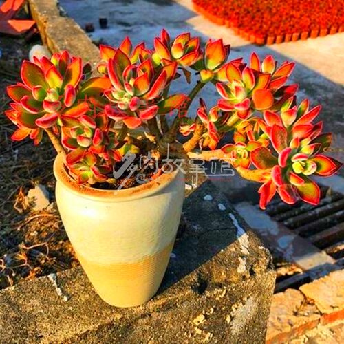 多肉植物 锦晃星老桩红兔耳多头多株苗妖状大盆绿植花卉盆栽 - 图0