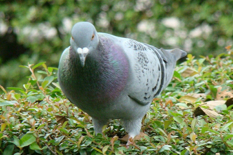 正宗农村散养柴鸽新鲜农家乳鸽土鸽子老鸽子现杀土嫩鸽肉包邮顺丰