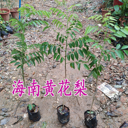 四大名贵苗木海南黄花梨金丝楠木树苗珍稀植物沉香小叶紫檀庭院-图1