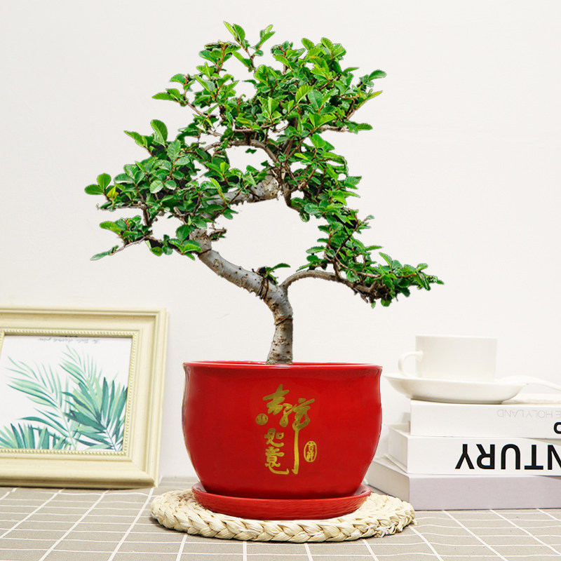 榆树盆栽绿植老桩小叶造型盆景室内书房桌面好养易活四季常青美观,淘宝优惠券,粉丝福利购,淘宝优惠卷