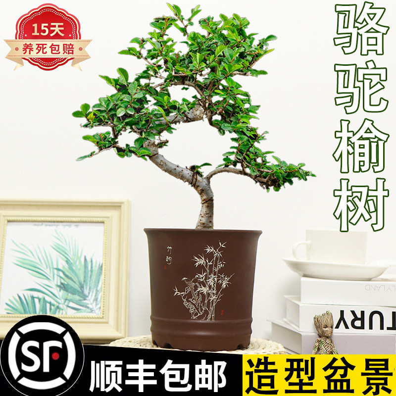 榆树盆栽绿植老桩小叶造型盆景室内书房桌面好养易活四季常青美观,淘宝优惠券,粉丝福利购,淘宝优惠卷