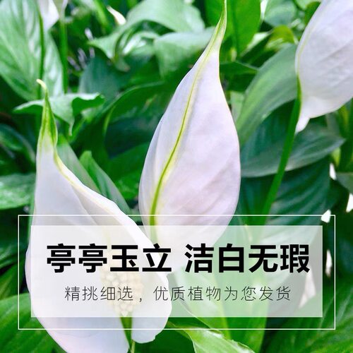 白掌盆栽绿植一帆风顺白鹤芋花卉室内客厅水培好养活美观带花发货 - 图1