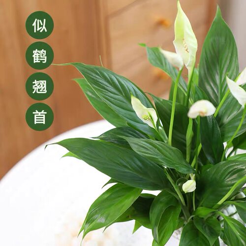 白掌盆栽绿植一帆风顺白鹤芋花卉室内客厅水培好养活美观带花发货 - 图0