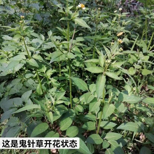 四川野生豆渣菜鬼针草三叶一包针儿童洗澡泡水喝 - 图2