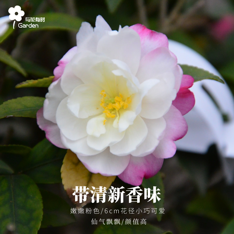 英国八号茶梅花树苗山茶花盆栽浓郁清香味绿植物好养户外阳台室外