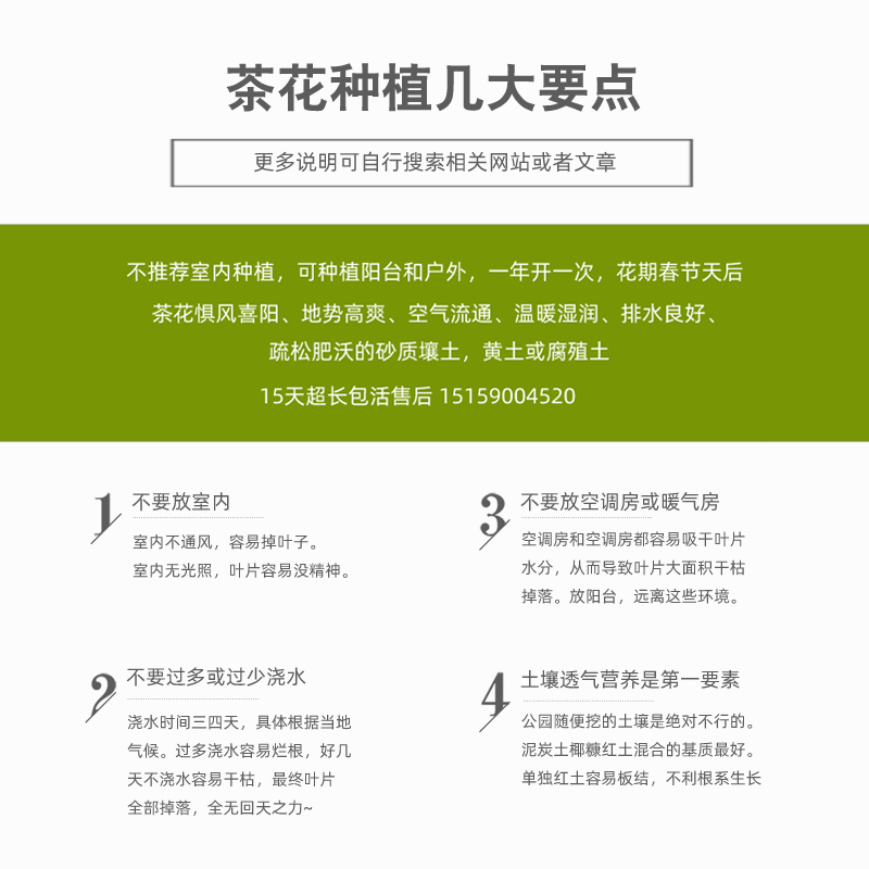 财神红色香味茶梅名贵重瓣山茶花树苗盆栽绿植物四季常绿户外庭院 - 图2