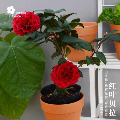 红叶贝拉大玫瑰山茶花树苗盆栽树苗黑紫红金华美女庭院窗台带花苞 - 图0