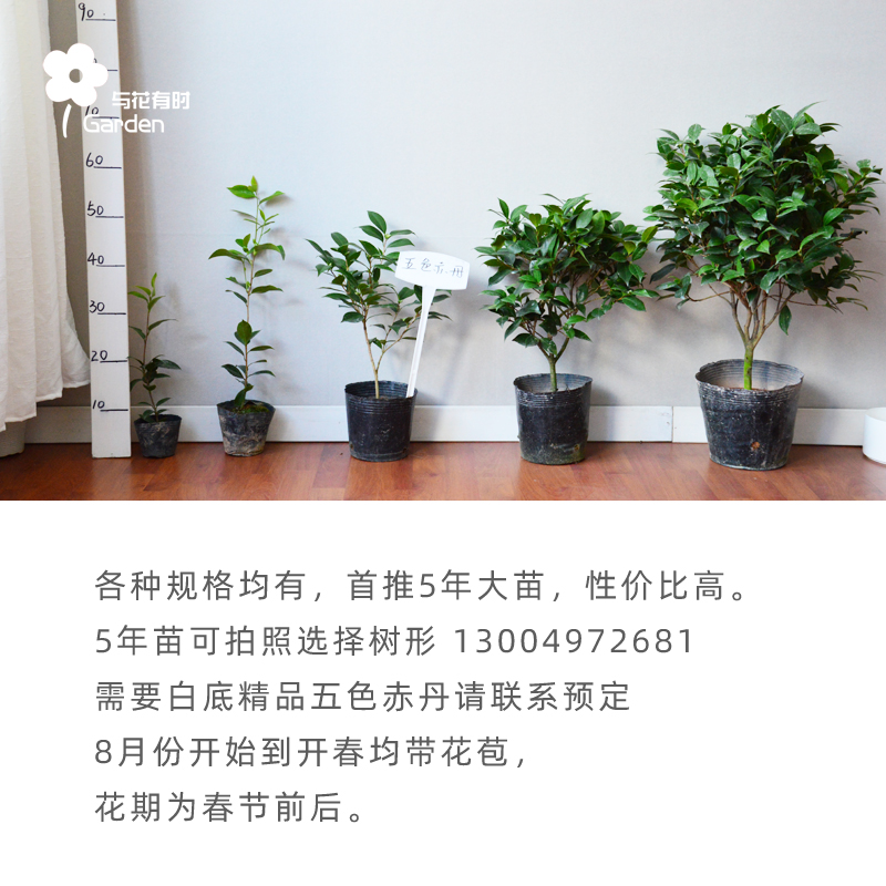 五色赤丹茶花白盆栽树苗带花苞名贵大型一树多色四季常绿植物阳台-图2