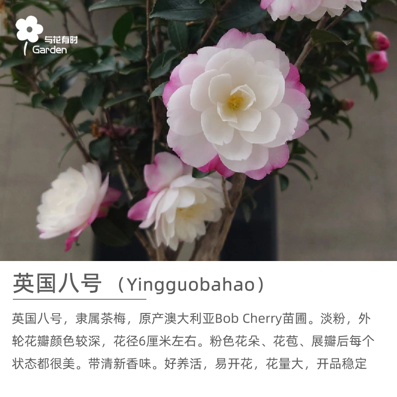 英国八号茶梅花树苗山茶花盆栽浓郁清香味绿植物好养户外阳台室外