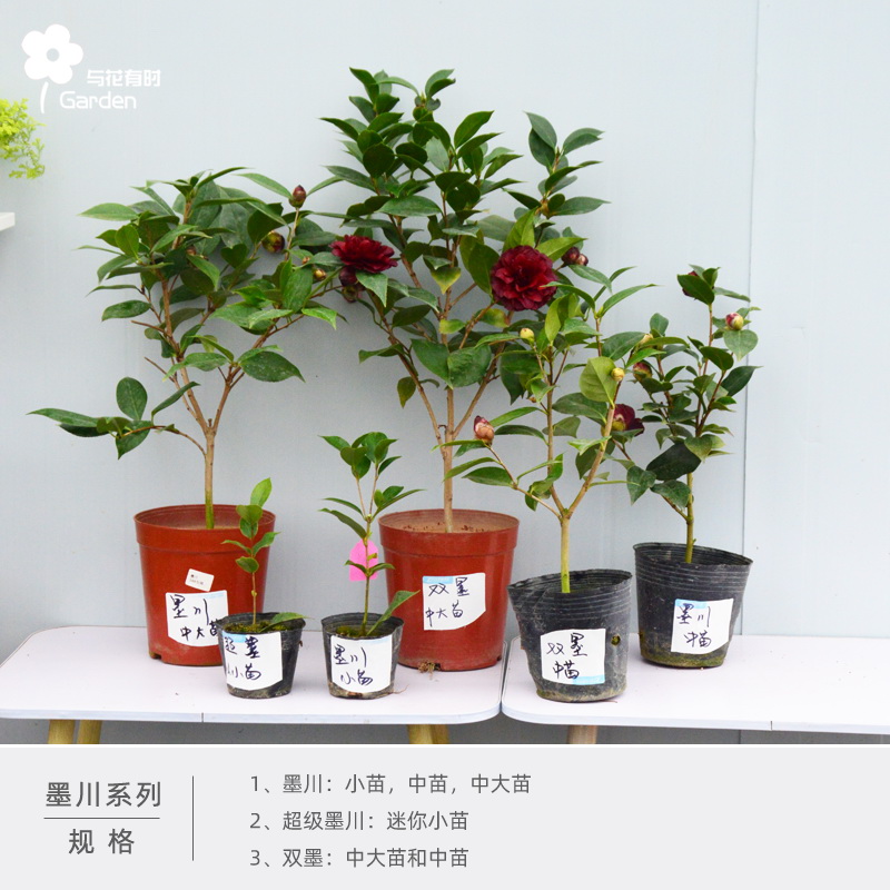 超级墨川山茶花盆栽带花苞庭院名贵树苗阳台植物好养四季花木绿植