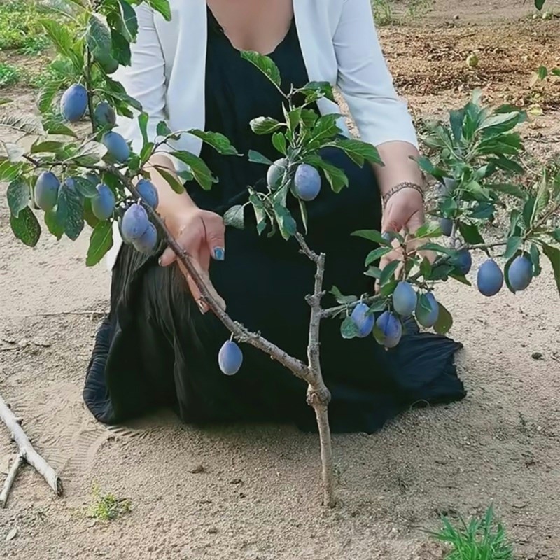 西梅树树苗嫁接蜂糖李子南方北方种植庭院阳台盆栽地栽特大果树苗-图1