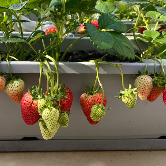 Balcony strawberry planting pot for home use
