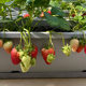 Balcony strawberry planting pot for home use