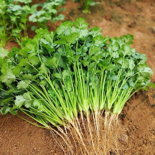 四季香菜种子苗带根大叶芫荽根苗秋冬蔬菜盆栽种籽孑菜籽籽种大全 - 图1