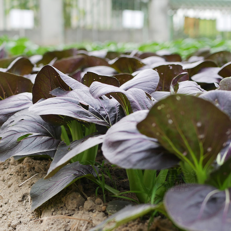 紫罗兰紫油菜种子小青菜种籽红上海青菜籽蔬菜孑菜种秋季四季籽种-图0