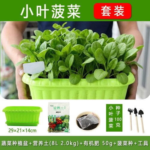 适合冬天种的菜种子籽盆栽套装耐寒鸡毛菜香菜葱头蔬菜籽种孑大全 - 图0