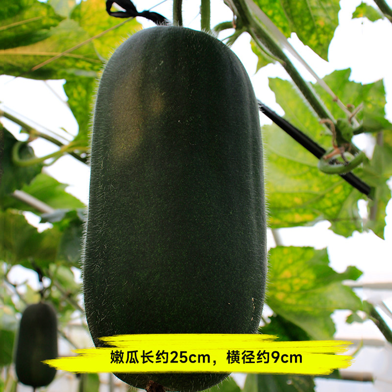 黑小宝冬瓜种子种籽苗大全菜苗四季秧孑秧苗南方东瓜蔬菜东瓜子种,淘宝优惠券,粉丝福利购,淘宝优惠卷