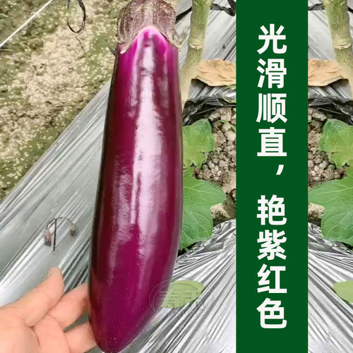 长茄子种籽种子苗紫红色长茄嫁接茄苗四季带土秧苗蔬菜籽种大全秧 - 图0