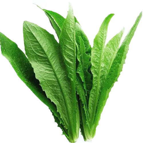 大棵型油麦菜种子香麦菜菜籽四季种籽蔬菜孑农家菜种菜苗籽种大全 - 图3