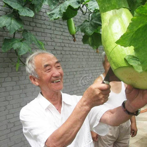 精品砍瓜种子种籽苗四季特大农家秧巨型菜瓜爬藤藤蔓蔬菜孑秧苗 - 图0