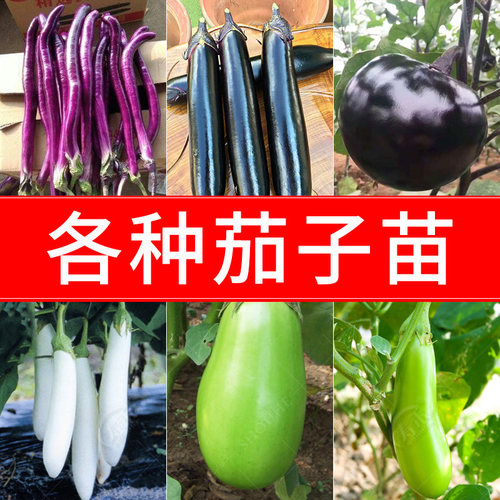 春季蔬菜苗幼苗番茄小秧苗四季秧菜苗茄子辣椒西瓜黄瓜秋天南方 - 图2