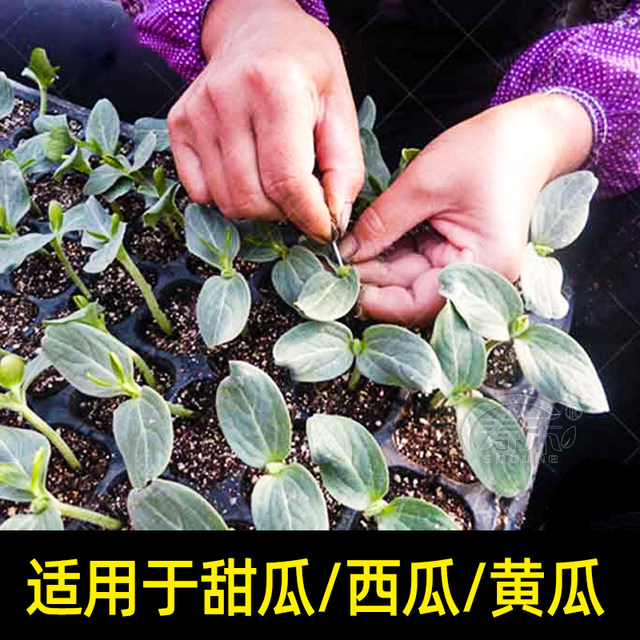 Special membrane bud grafting knife for watermelon seedling wrapping without disassembly tool