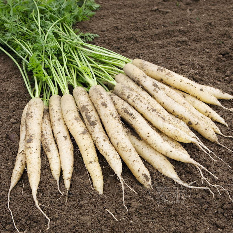 比久白玉白色胡萝卜种子高产白萝卜种籽水果罗卜蔬菜孑秋季胡罗卜