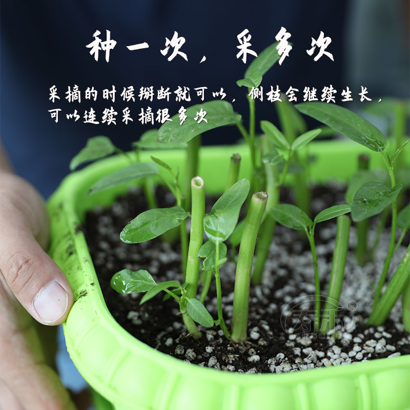 竹叶空心菜种子种籽苗四季菜苗带根柳叶蔬菜菜籽水孑大叶青菜菜种-图0