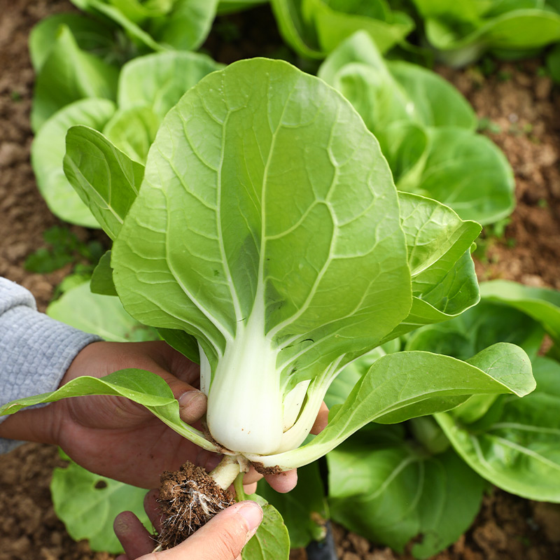 矮脚黄奶白菜种子小白菜青菜油菜黑叶种籽秋季冬季四季蔬菜孑菜籽 - 图2